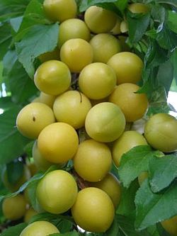 آلو قطره طلا